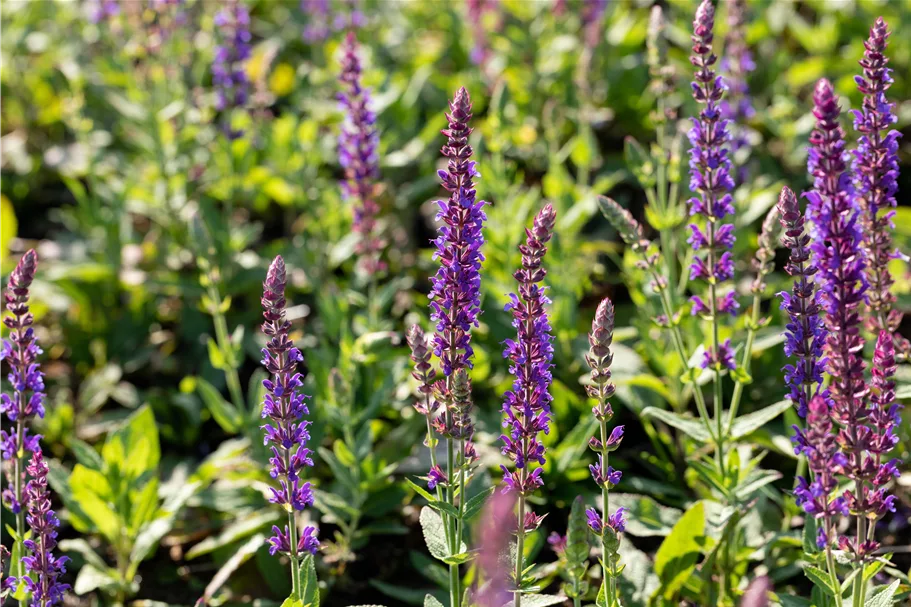 Salvia nemorosa 'Ostfriesland'