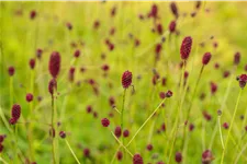 Sanguisorba officinalis 'Tanna' Staude im 9x9 cm Vierecktopf