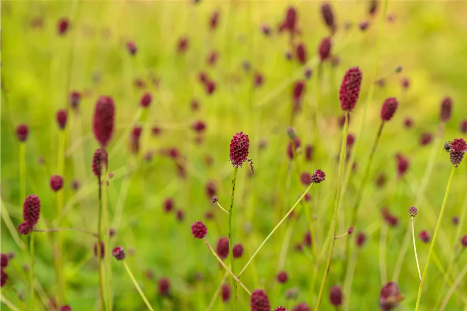 Sanguisorba officinalis 'Tanna' Staude im 9x9 cm Vierecktopf