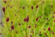 Sanguisorba officinalis 'Tanna' Staude im 9x9 cm Vierecktopf