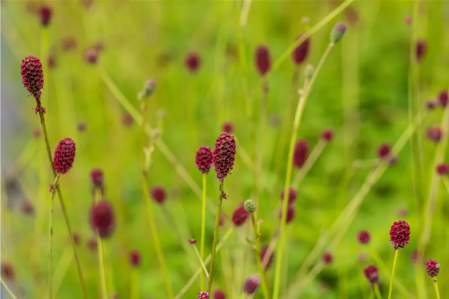 Sanguisorba officinalis 'Tanna' Staude im 9x9 cm Vierecktopf
