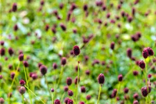 Sanguisorba officinalis 'Tanna' Staude im 9x9 cm Vierecktopf
