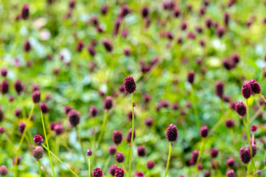 Sanguisorba officinalis 'Tanna' Staude im 9x9 cm Vierecktopf