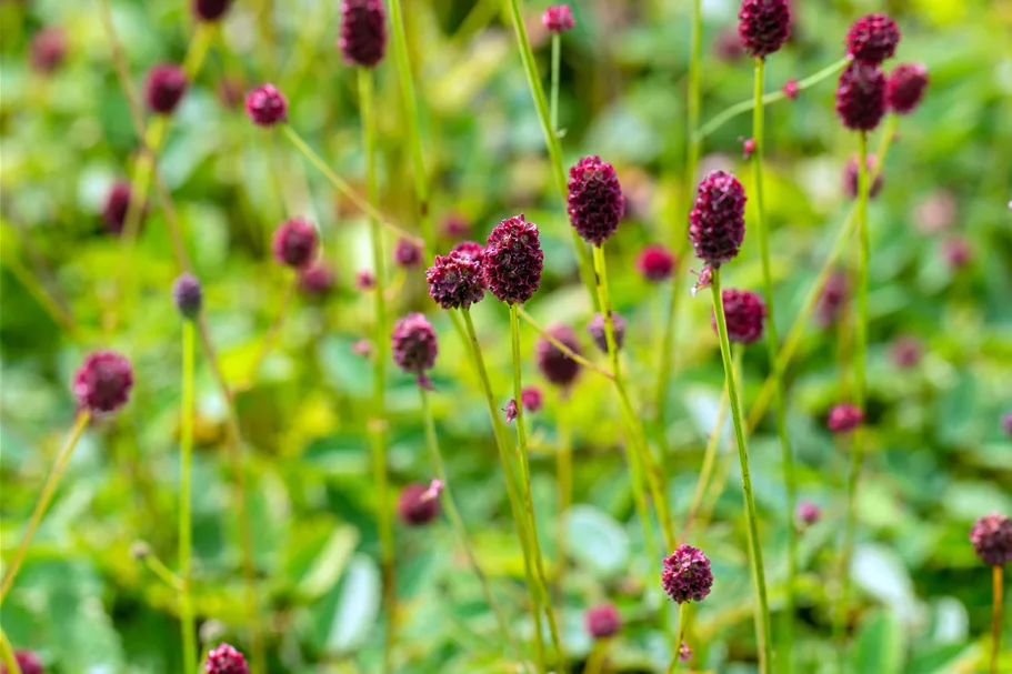 Sanguisorba officinalis 'Tanna' Staude im 9x9 cm Vierecktopf