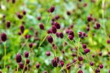 Sanguisorba officinalis 'Tanna' Staude im 9x9 cm Vierecktopf