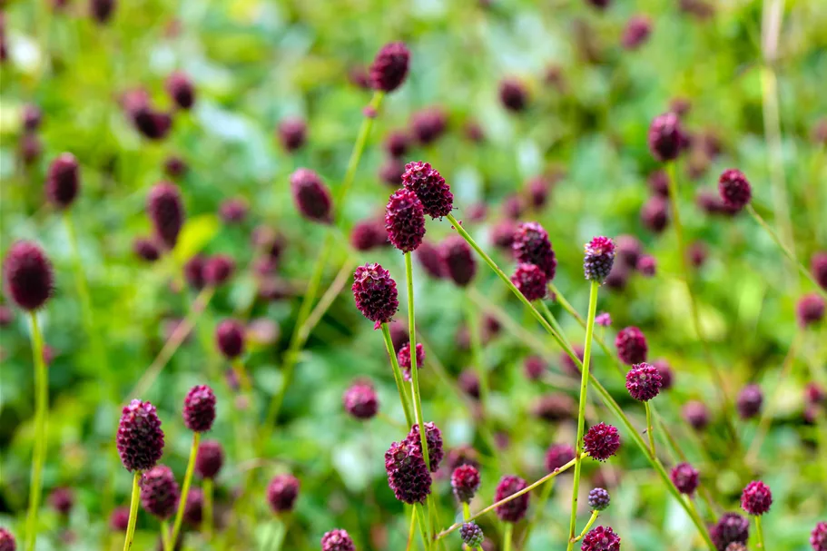 Sanguisorba officinalis 'Tanna' Staude im 9x9 cm Vierecktopf