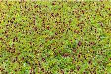 Sanguisorba officinalis 'Tanna' Staude im 9x9 cm Vierecktopf