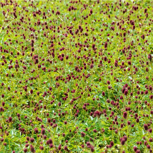 Sanguisorba officinalis 'Tanna'