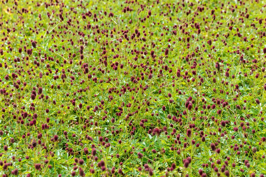 Sanguisorba officinalis 'Tanna' Staude im 9x9 cm Vierecktopf