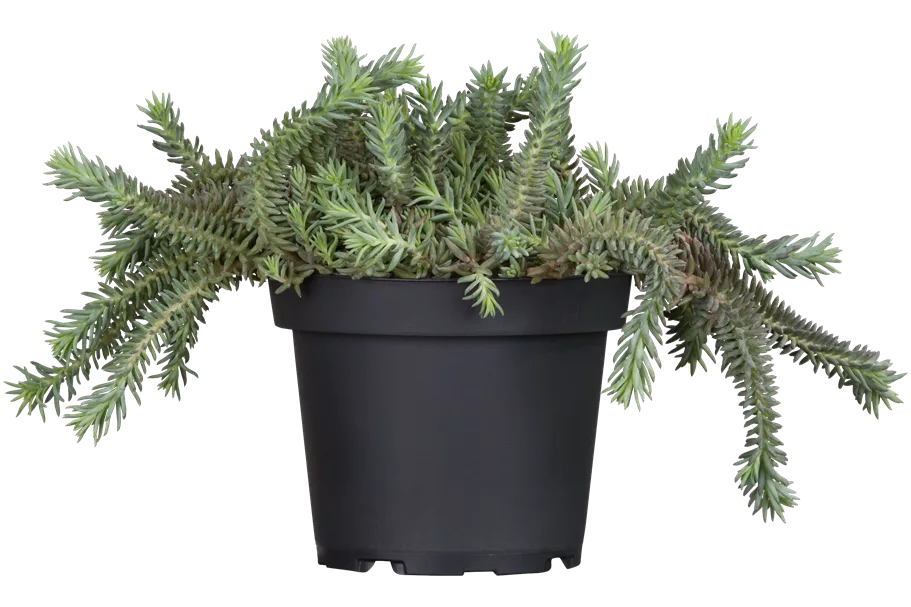 Sedum reflexum