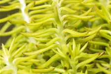 Sedum reflexum