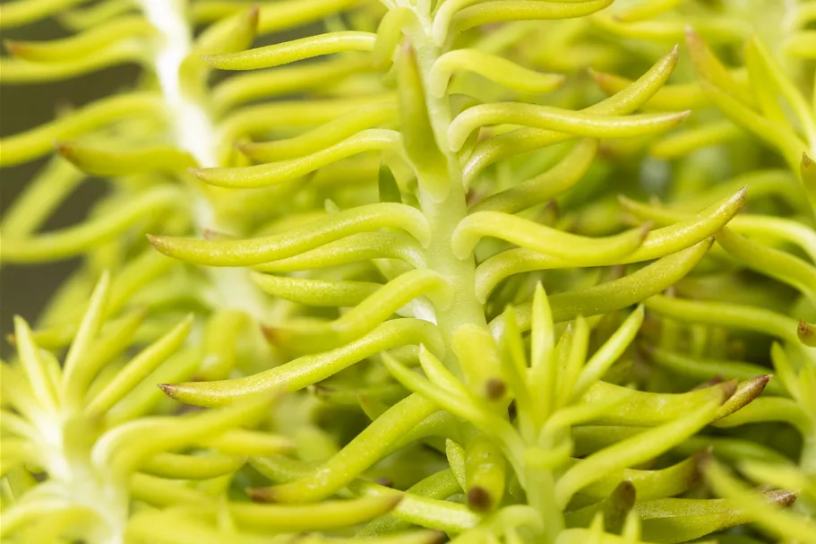 Sedum reflexum