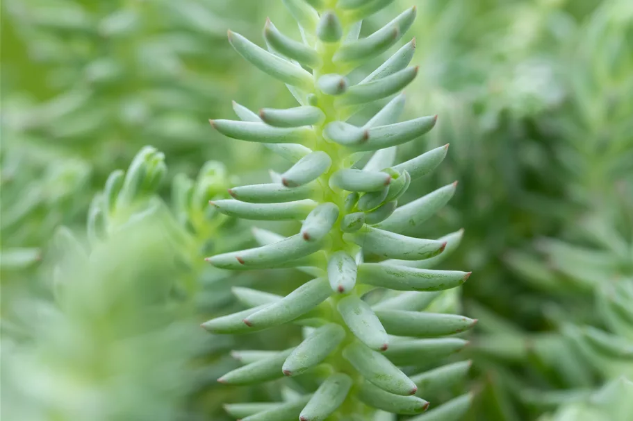 Sedum reflexum