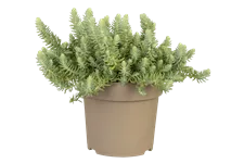 Sedum reflexum