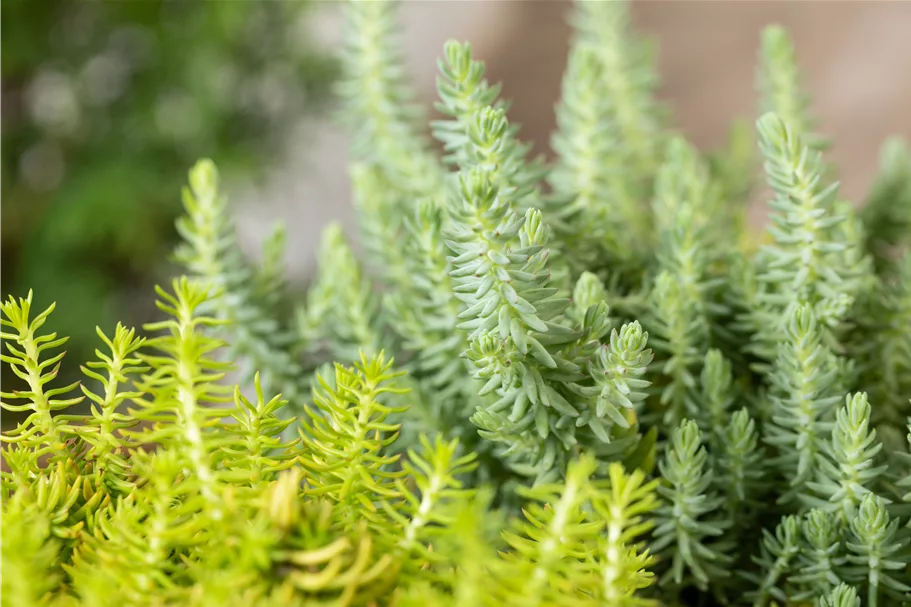Sedum reflexum