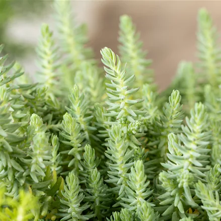 Sedum reflexum