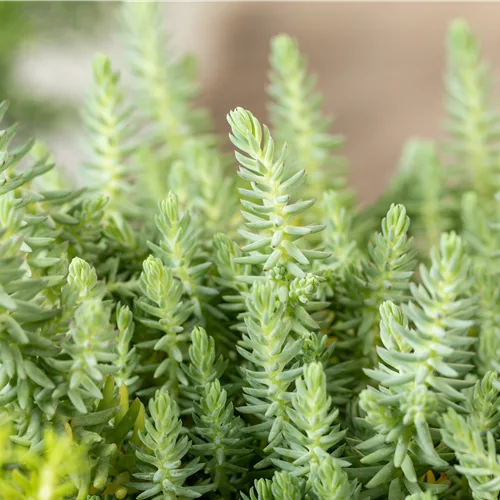 Sedum reflexum