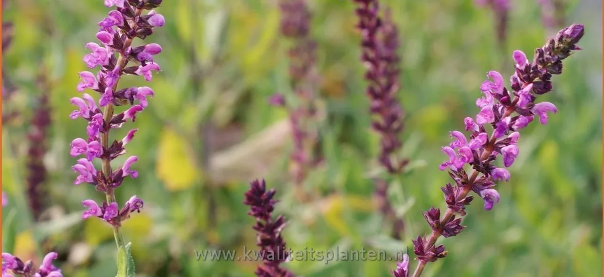 Salvia nemorosa 'Pink Beauty'