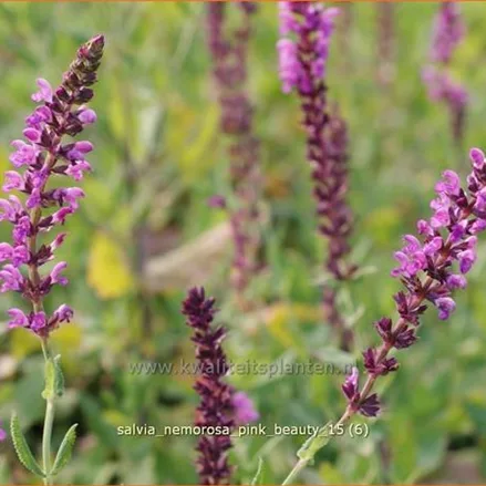 Salvia nemorosa 'Pink Beauty'