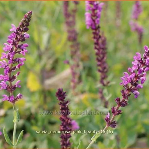 Salvia nemorosa 'Pink Beauty'