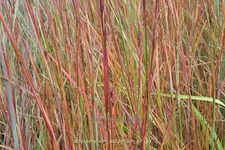 Schizachyrium scoparium