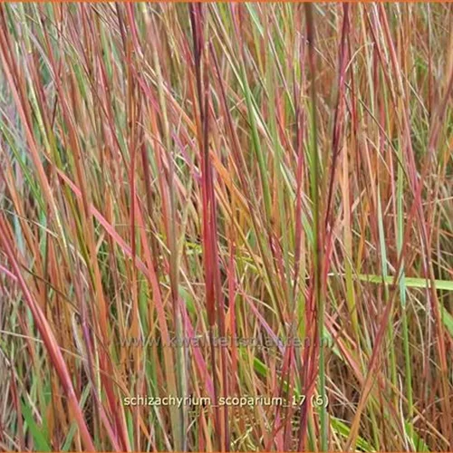 Schizachyrium scoparium