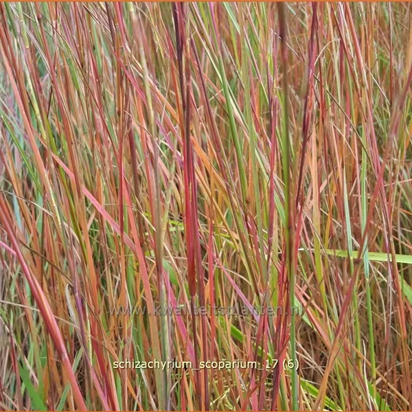 Schizachyrium scoparium