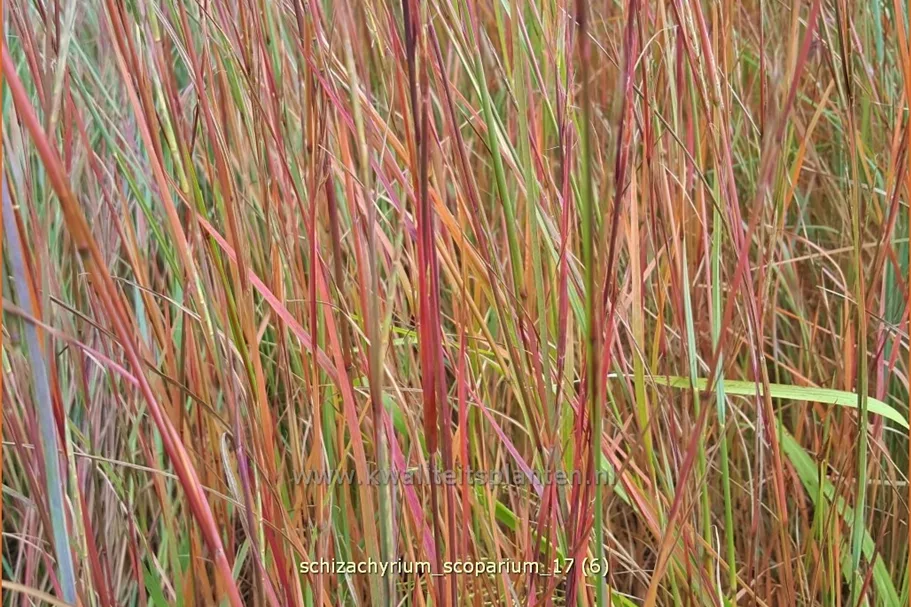 Schizachyrium scoparium