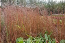 Schizachyrium scoparium
