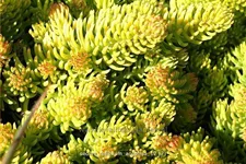 Sedum reflexum 'Angelina'
