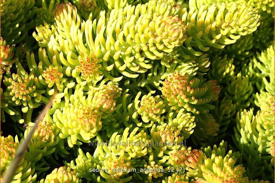 Sedum reflexum 'Angelina'