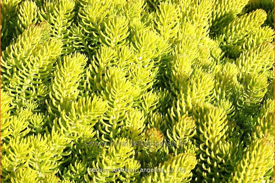 Sedum reflexum 'Angelina'