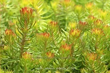 Sedum reflexum 'Angelina'