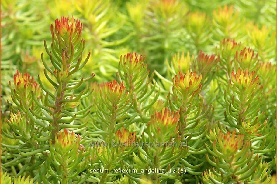 Sedum reflexum 'Angelina'