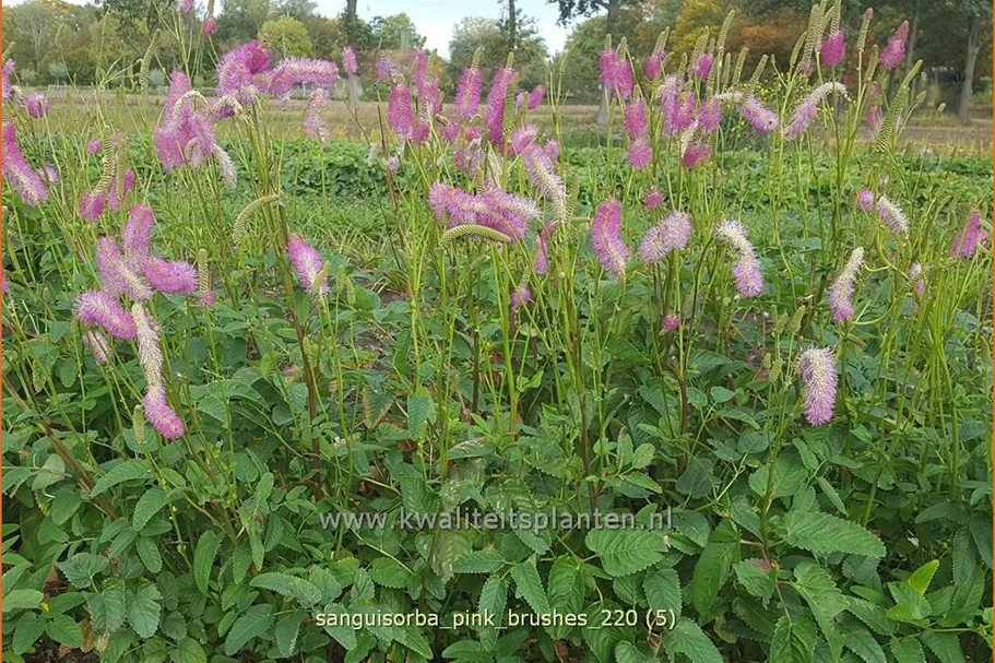 Sanguisorba tenuifolia 'Pink Brushes'