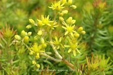 Sedum reflexum 'Angelina'