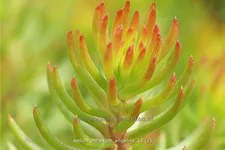 Sedum reflexum 'Angelina'