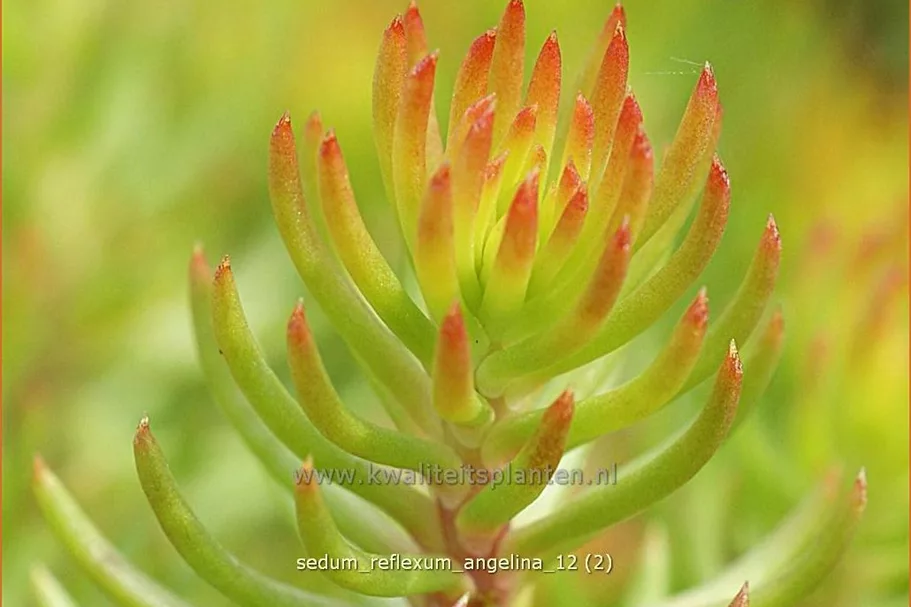 Sedum reflexum 'Angelina'