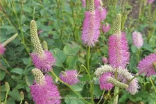 Sanguisorba tenuifolia 'Pink Brushes'
