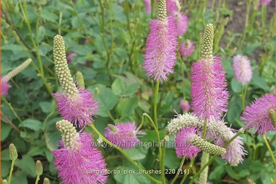 Sanguisorba tenuifolia 'Pink Brushes'