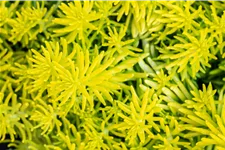 Sedum reflexum 'Angelina'
