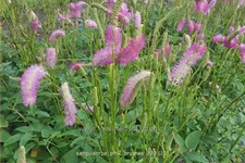 Sanguisorba tenuifolia 'Pink Brushes'