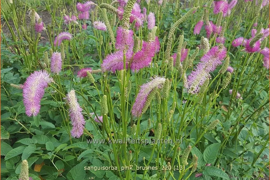 Sanguisorba tenuifolia 'Pink Brushes'