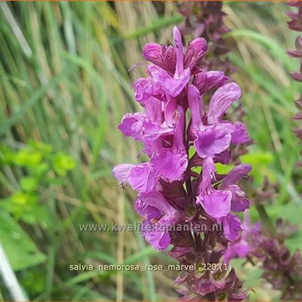 Salvia nemorosa 'Rose Marvel'