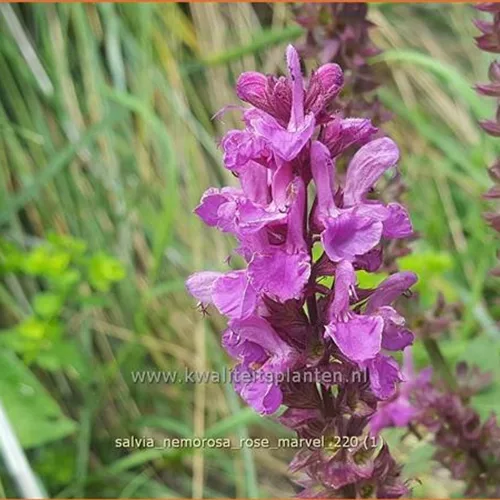 Salvia nemorosa 'Rose Marvel'