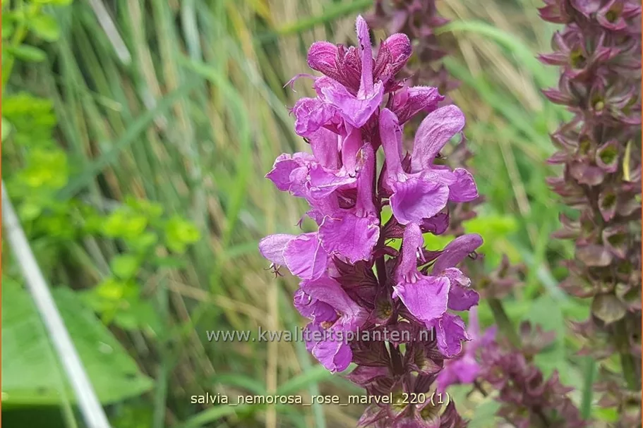 Salvia nemorosa 'Rose Marvel'