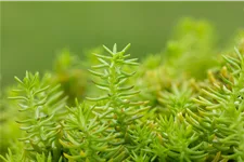Sedum reflexum 'Angelina'