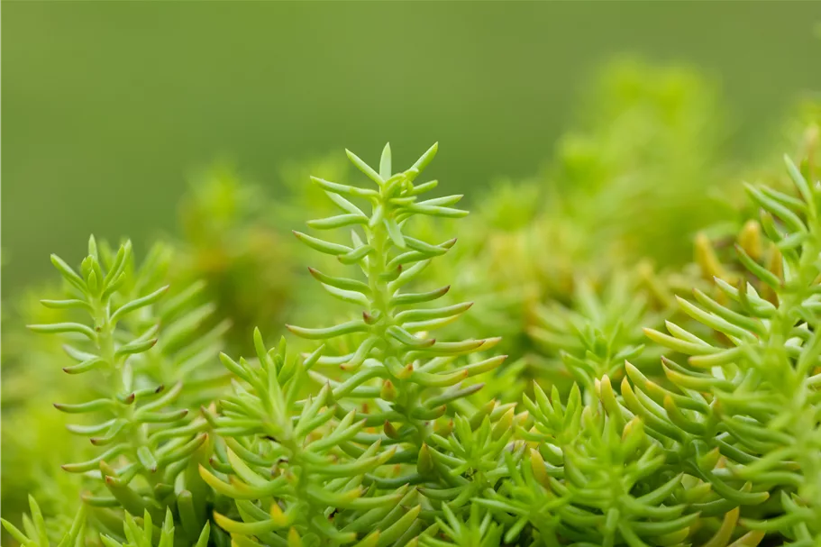 Sedum reflexum 'Angelina'
