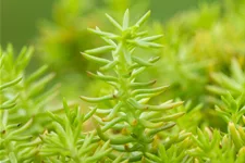 Sedum reflexum 'Angelina'