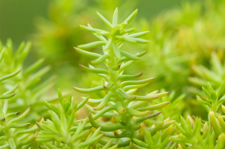 Sedum reflexum 'Angelina'